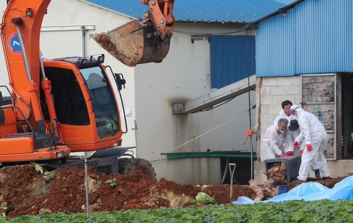 © Reuters. Funcionários enterram galinhas em fazenda em Haenam, Coreia do Sul