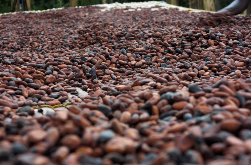 © Reuters. FILE PHOTO: Cocoa beans are pictured in Ghana's eastern cocoa town of Akim Akooko