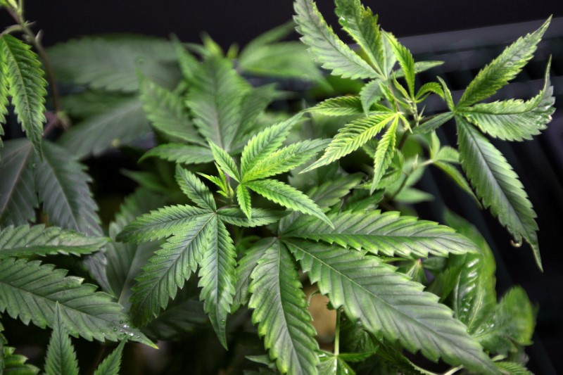 © Reuters. FILE PHOTO: Marijuana plants for sale are displayed at the medical marijuana farmers market in Los Angeles