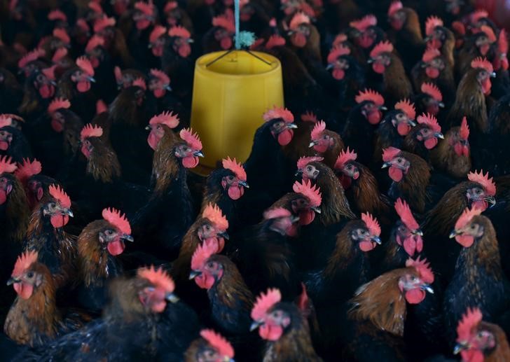 © Reuters. Galinhas vistas em fazenda em Hefei, na província chinesa de Anhui