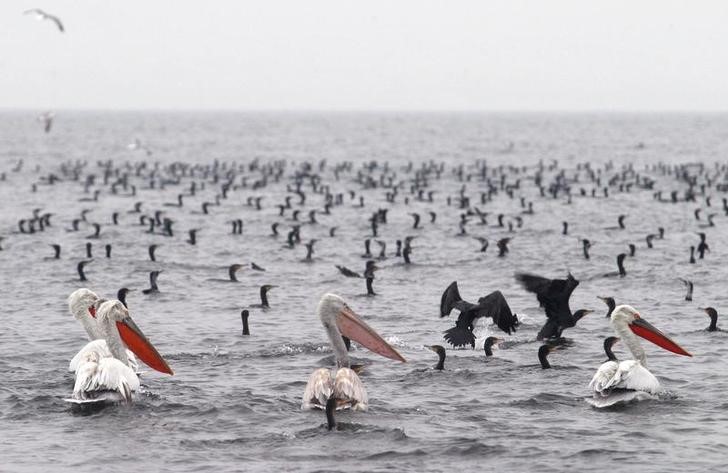 © Reuters. Aves vistas no lago Volvi, na cidade grega de Thessaloniki