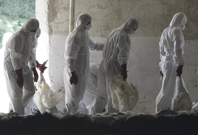 © Reuters. اكتشاف أول إصابة بإنفلونزا الطيور في التشيك منذ نحو 10 أعوام
