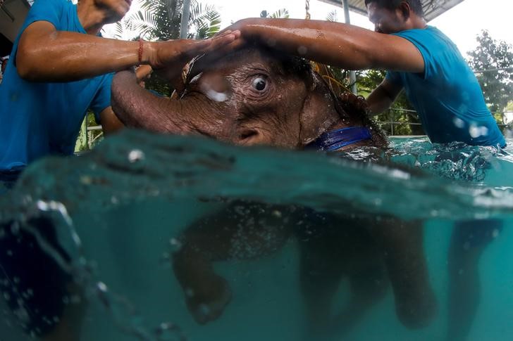 © Reuters. فيلة تايلاندية صغيرة تعالج بالماء من جرح في القدم