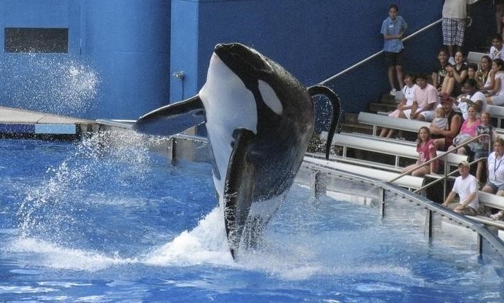 © Reuters. A baleia orca Tilikum durante apresentação no parque temático SeaWorld , em Orlando