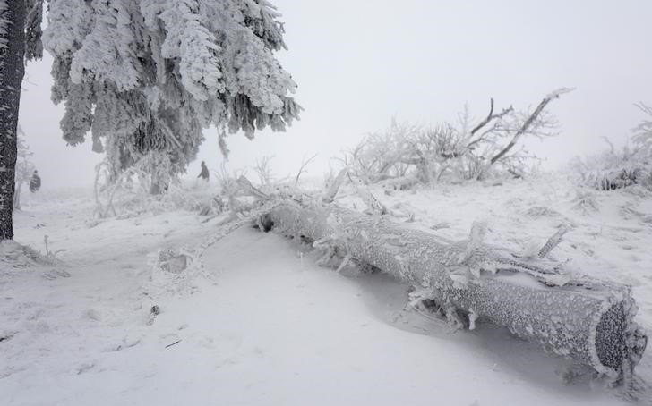 © Reuters. Trees are covered with ice and snow on top of the Feldberg mountain, in Germany