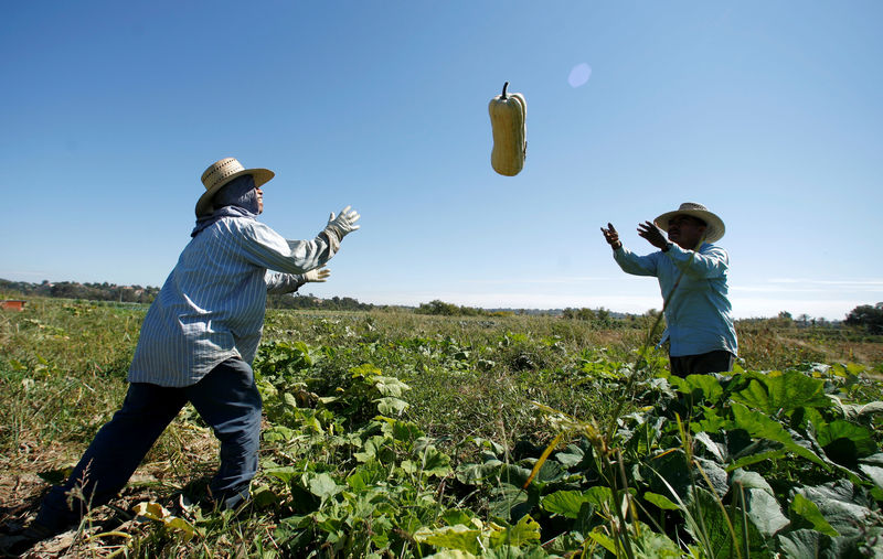 © Reuters. FILE PHOTO - Farm workers harvest squash from the Chino Farm in Rancho Santa Fe