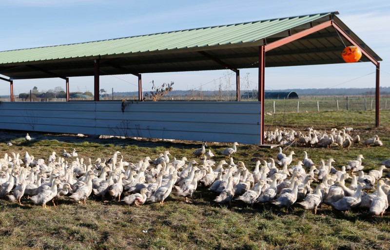 © Reuters. Ducks are seen in a field in Bourriot Bergonce, southwestern France, after France ordered a massive culling of ducks in three regions most affected by a severe outbreak of bird flu