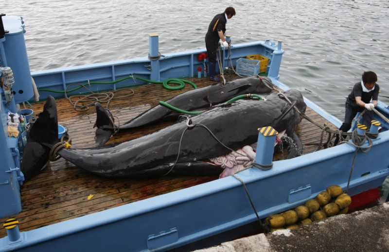 © Reuters. To match feature WHALING/JAPAN