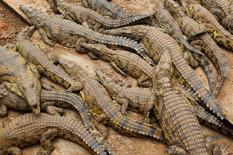 © Reuters. FILE PHOTO: Crocodiles lie in pens at a crocodile farm  near Mussina, South Africa