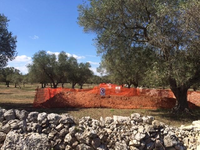 © Reuters. A site for the construction of a pipeline is seen in a grove of century-old olive trees in the southern Italian village of Melendugno