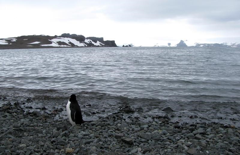 © Reuters. Un pingüino es visto cerca de la Base Carlini de Argentina en la Antártida