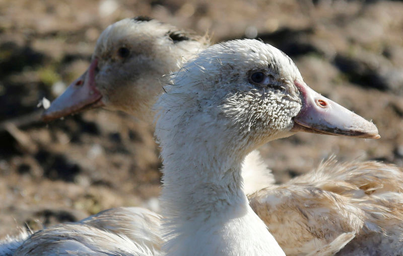 © Reuters. FILE PHOTO: Ducks in a field in Saint Griede