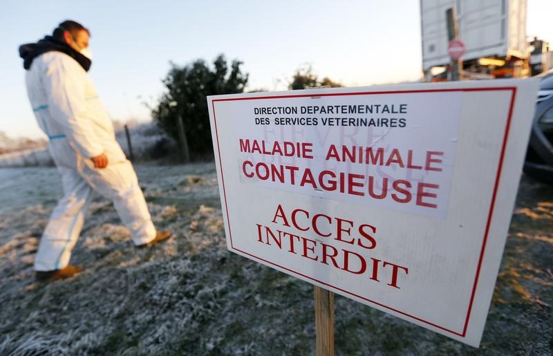 © Reuters. LA GRIPPE AVIAIRE INQUIÈTE L'OMS