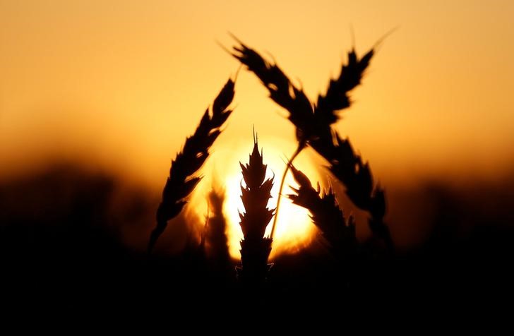 © Reuters. Колосья пшеници на поле компании Солгонское