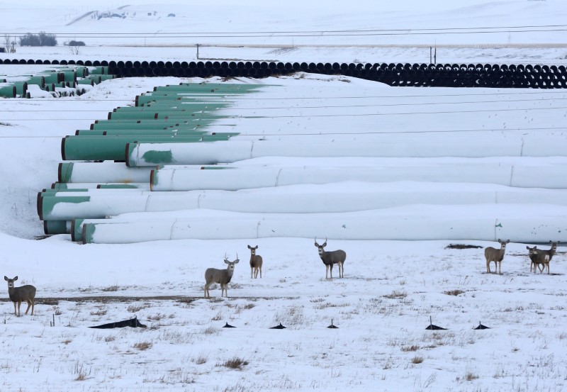© Reuters. Deer gather at a depot used to store pipes for Transcanada Corp's planned Keystone XL oil pipeline in Gascoyne