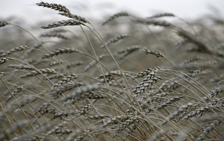 © Reuters. Пшеница на ферме у деревни Лакино к северу от Красноярска