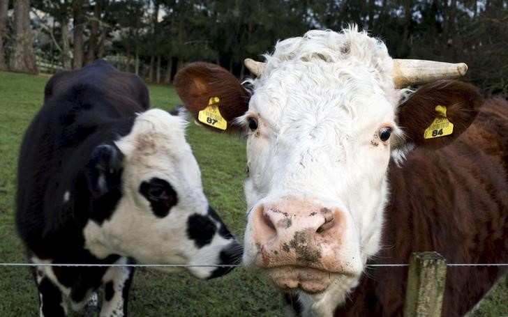 © Reuters. Коровы на ферме под Оклендом