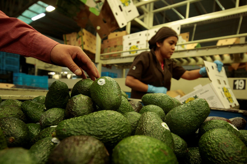 © Reuters. Workers pack avocados at a packaging warehouse of La Joya de los Magueyes plantation in Tancitaro