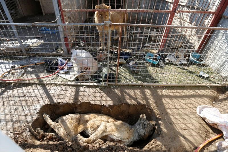 © Reuters. الحيوانات تموت جوعا في الموصل بعد تدمير حديقتها في الحرب