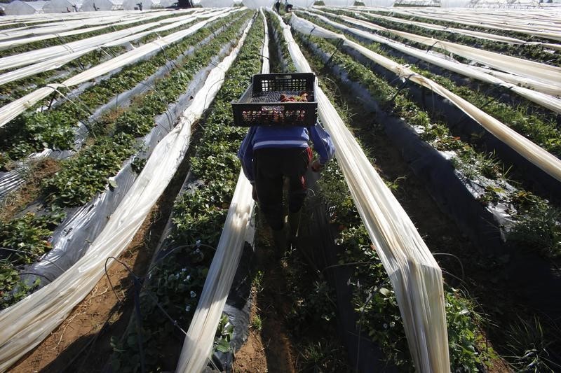 © Reuters. La UE mantiene el acuerdo agrícola con Marruecos pese a la sentencia sobre el Sáhara