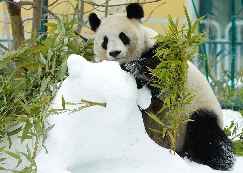 © Reuters. توأما الباندا فو فنغ وفو بان يحتفلان بإتمام 6 أشهر في حديقة حيوان فيينا