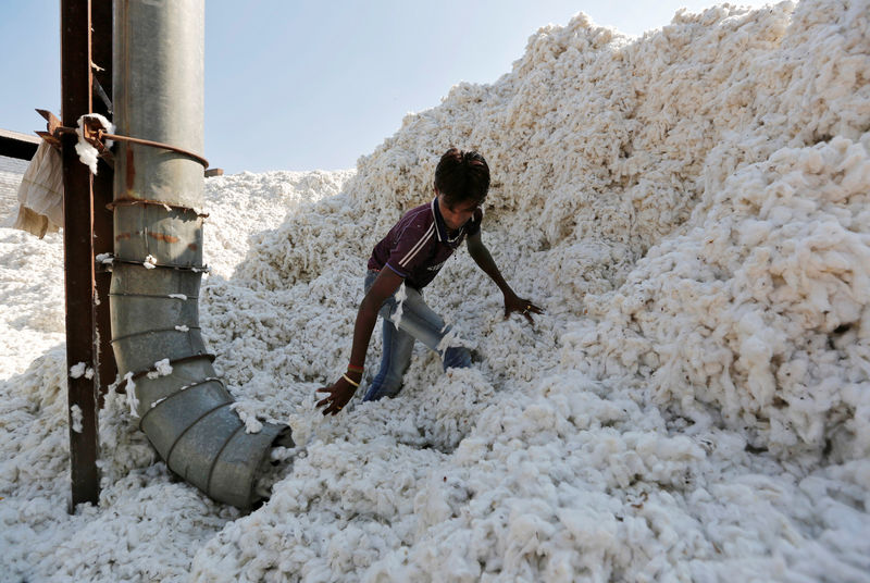 © Reuters. A worker fills a vacuum pipe with cotton to clean it at a cotton processing unit in Kadi town