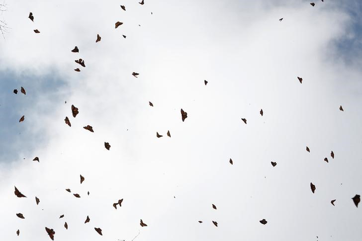 © Reuters. تراجع هجرة الفراشات الملكية للمكسيك بسبب الطقس وإزالة الغابات