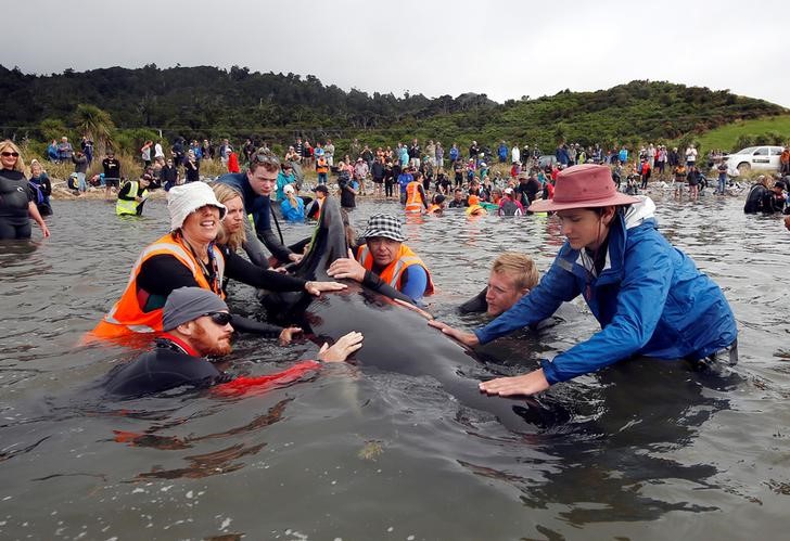 © Reuters. Cientos de ballenas vuelven al mar tras encallar en la costa de Nueva Zelanda