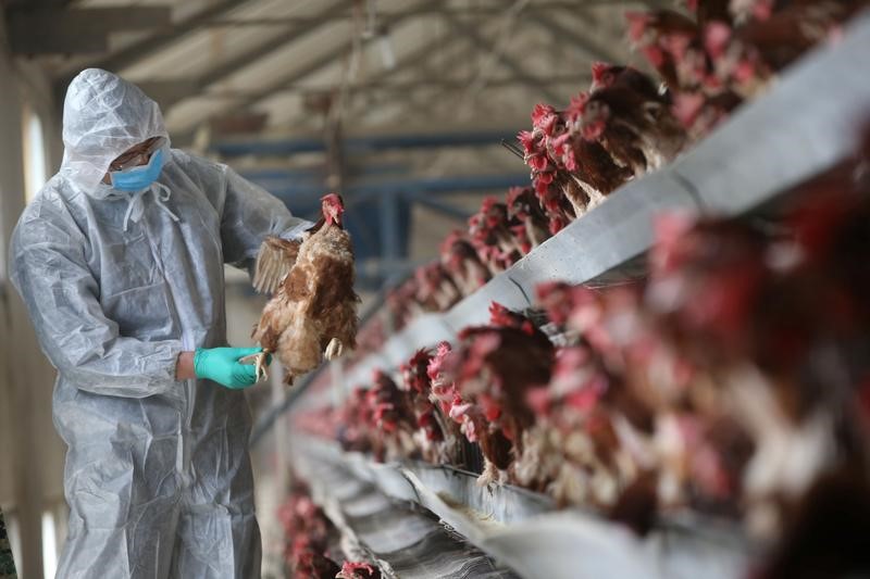 © Reuters. الحكومة: إنفلونزا الطيور تقتل 79 شخصا في الصين في يناير