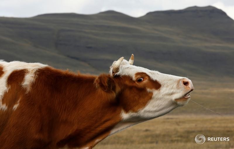 © Reuters. Корова в Хакасии