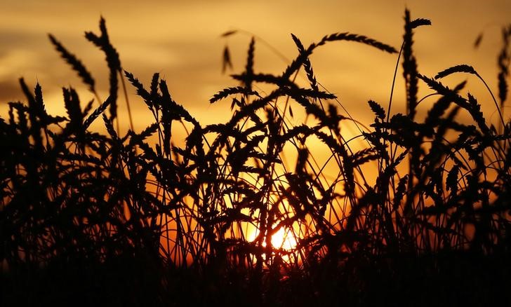 © Reuters. Колосья пшеницы в поле агпропредприятия Солгонское в Красноярском крае