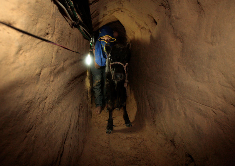 © Reuters. FILE PHOTO: Palestinian smuggler pushes calf through tunnel beneath Egyptian-Gaza border