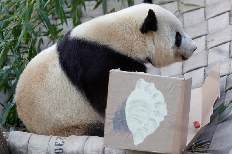 © Reuters. الباندا باو باو تغادر حديقة الحيوان في واشنطن إلى الصين