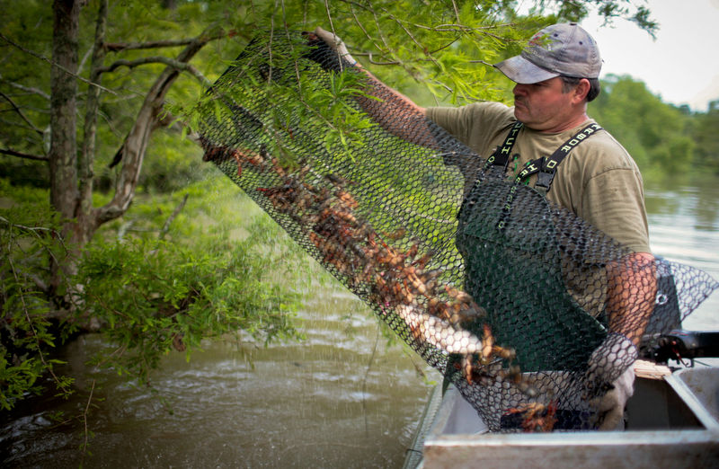 © Reuters. FILE PHOTO - A crawfisherman dumps outs his catch of rawfish at the Atchafalaya Basin in Louisiana