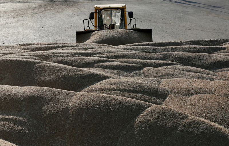 © Reuters. FILE PHOTO:  A driver operates a tractor to pile wheat grains at the drying house of the Solgonskoye farming company near Talniki