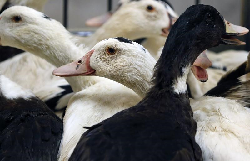 © Reuters. Cataluña ordena sacrificar 17.000 patos por un brote de gripe aviar H5N8