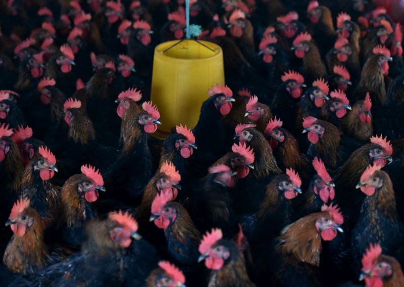 © Reuters. Aves vistas em fazenda em Hefei, na província chinesa de Anhui