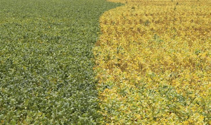 © Reuters. Plantação de soja no Mato Grosso