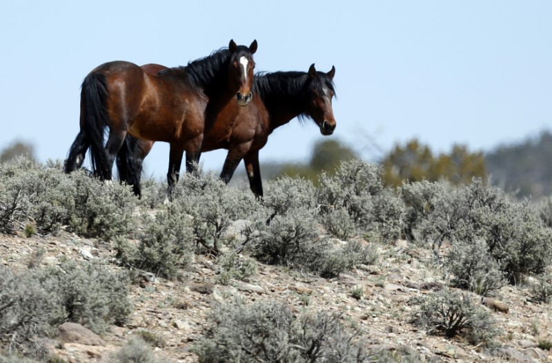 © Reuters. Two of a band of wild horses graze in the Nephi Wash area outside Enterprise, Utah