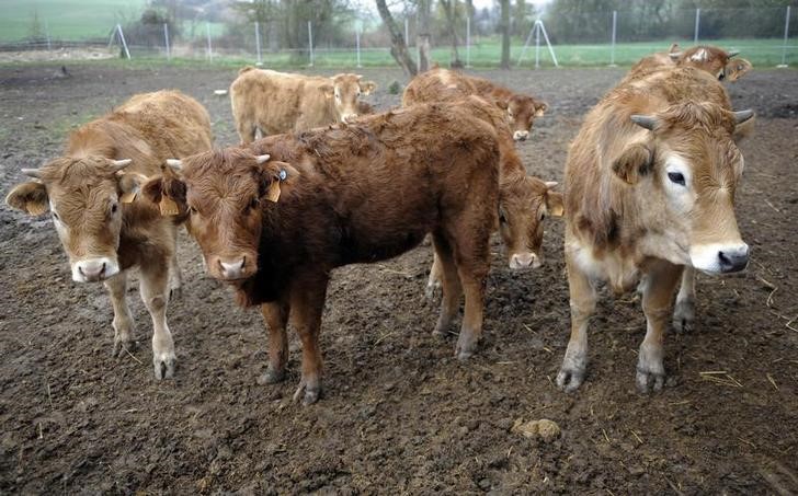 © Reuters. España detecta un caso de vacas locas en Castilla y León