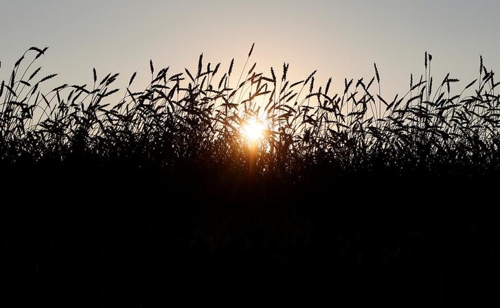 © Reuters. Колосья пшеницы в поле агропредприятия Солгонское в Красноярском крае