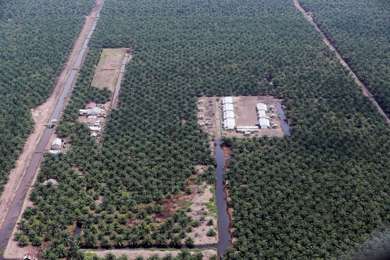 © Reuters. An aerial view of an oil palm plantation in Musi Banyuasin Regency