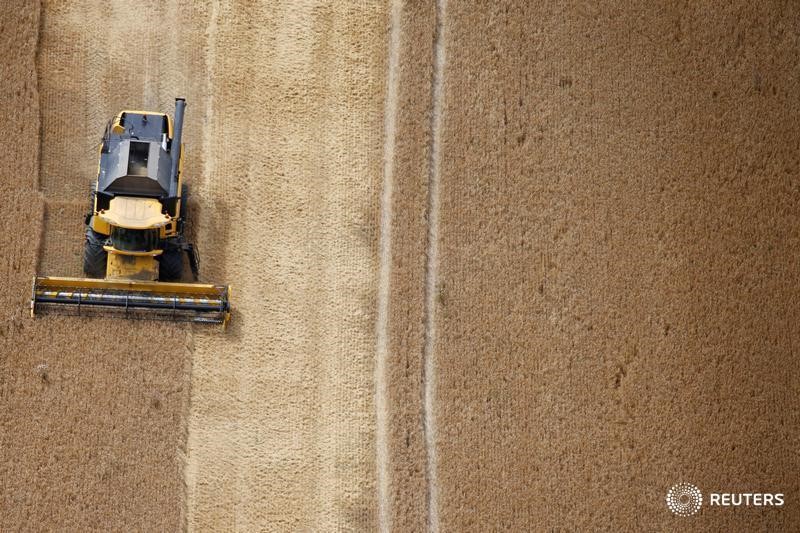 © Reuters. تجار: الأردن يطرح مناقصة لشراء 50 ألف طن من القمح