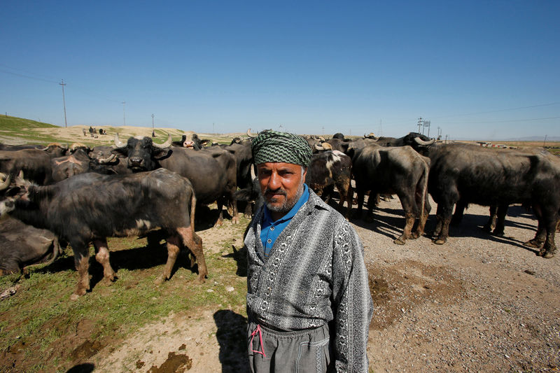 © Reuters. A displaced Iraqi farmer from Badush, northwest of Mosul, who fled his village and later returned to retrieve their buffaloes looks on as the battle against Islamic State's fighters continues in Mosul