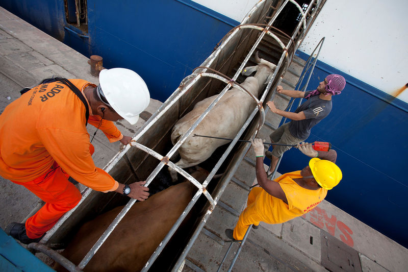 © Reuters. FILE PHOTO: Workers guide cattle up a ramp leading into a cargo ship for export, at Vila do Conde port in Barcarena