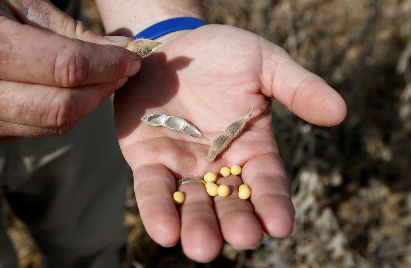 © Reuters. FILE PHOTO: Roberts checks his soy beans to see if they are ready for harvest in Minooka