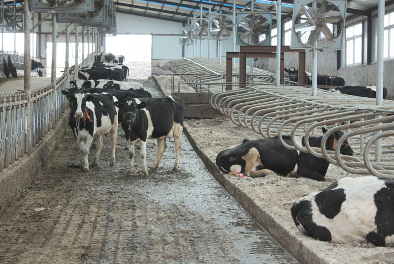 © Reuters. Cows are seen at farm houses at an independent dairy farm in Shenyang