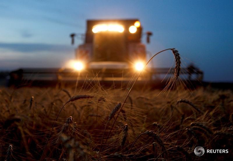 © Reuters. Комбайн собирает урожай на поле у поселка Новокавказский