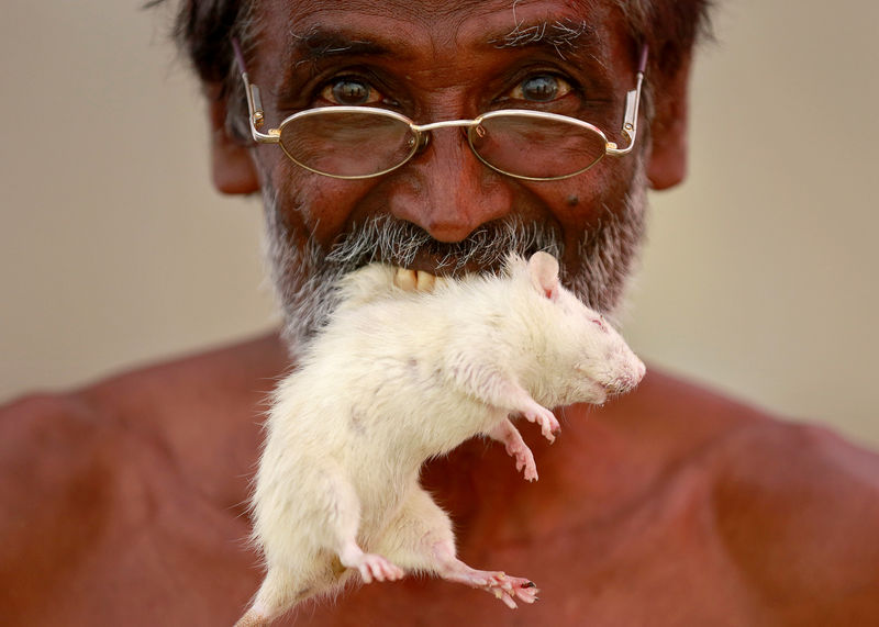 © Reuters. FILE PHOTO: A farmer from the southern state of Tamil Nadu poses as he bites a rat during a protest demanding a drought-relief package from the federal government, in New Delhi