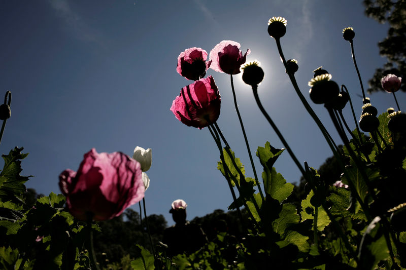 © Reuters. FILE PHOTO: Poppy plants used to make heroin are seen at a clandestine plantation during a military operation in Culiacan in the state of Sinaloa